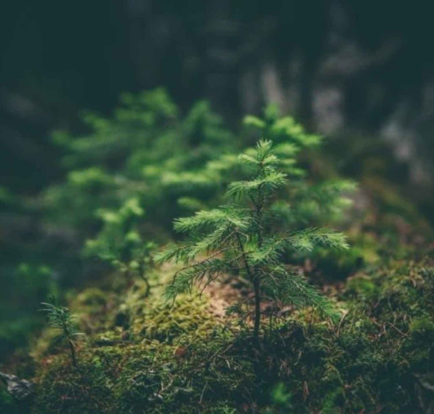 自然保護への真摯な取り組み